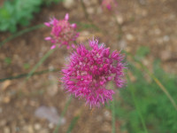 /album/fotogalerie-nabidka/allium-globosum-ruby1-jpg/